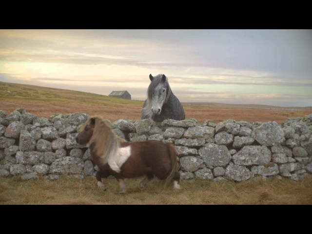 Лондонское агентство Wieden + Kennedy сняло для мобильного оператора Three уморительный ролик про необычного шетлендского пони.