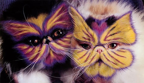 Разрисованные коты