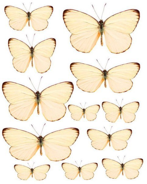 Бабочки - шаблоны