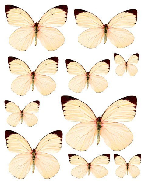 Бабочки - шаблоны
