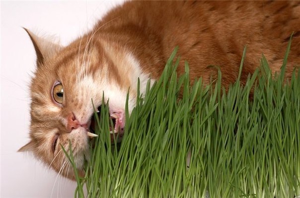 Как вырастить траву для кошек дома?