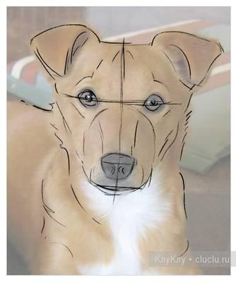 Рисуем собаку с фотографии