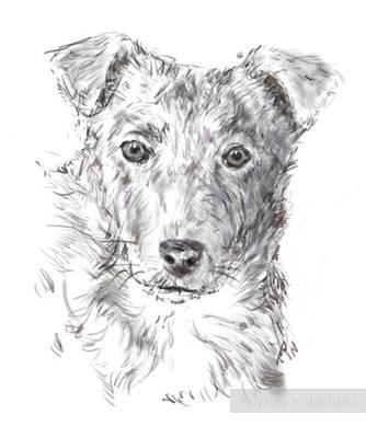 Рисуем собаку с фотографии