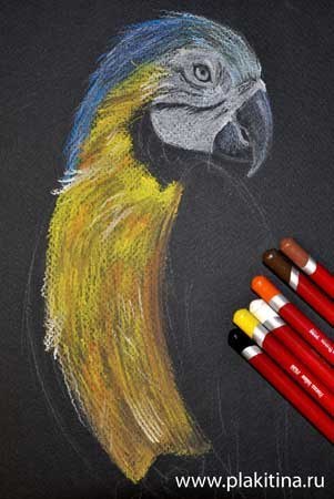 Рисование пастелью - попугай Ара