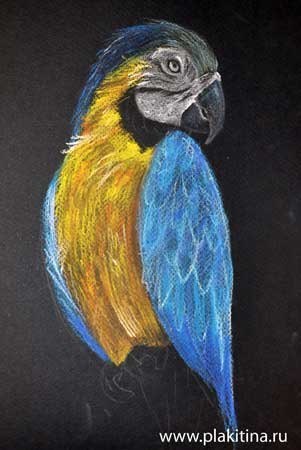 Рисование пастелью - попугай Ара