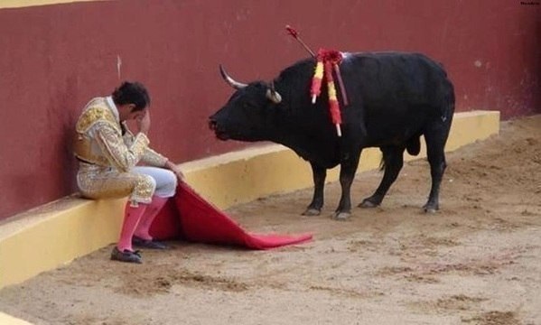 Это невероятное фото знаменует собой конец карьеры матадора Альваро Мунеро. Он упал в раскаянии в середине боя, когда он понял, что зверь не хочет с ним бороться. В будущем этот матадор стал заядлым противником боя быков. 