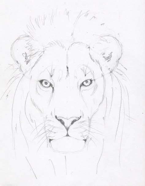 Учимся рисовать Льва